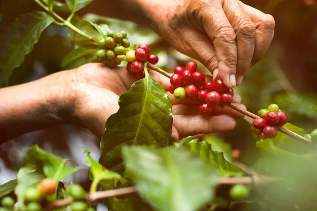 Cafe voi Phú An - Let's Fly Travel