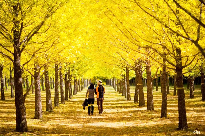 TOUR HÀN QUỐC - CẦU TREO SOGEUM - SEOUL – NAMI – EVERLAND